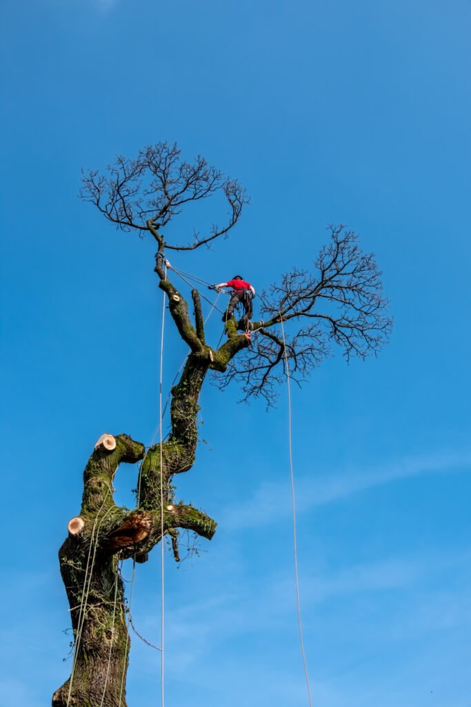 Baumpflege Frankenthal