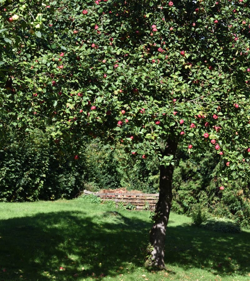 Apfelbaum schneiden Obstbaumschnitt Baumpflege Frankenthal